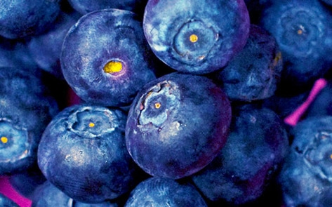 Blueberry Farms Replacing Pigs on Prince Edward Island