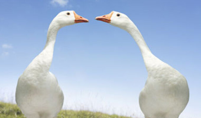 geese