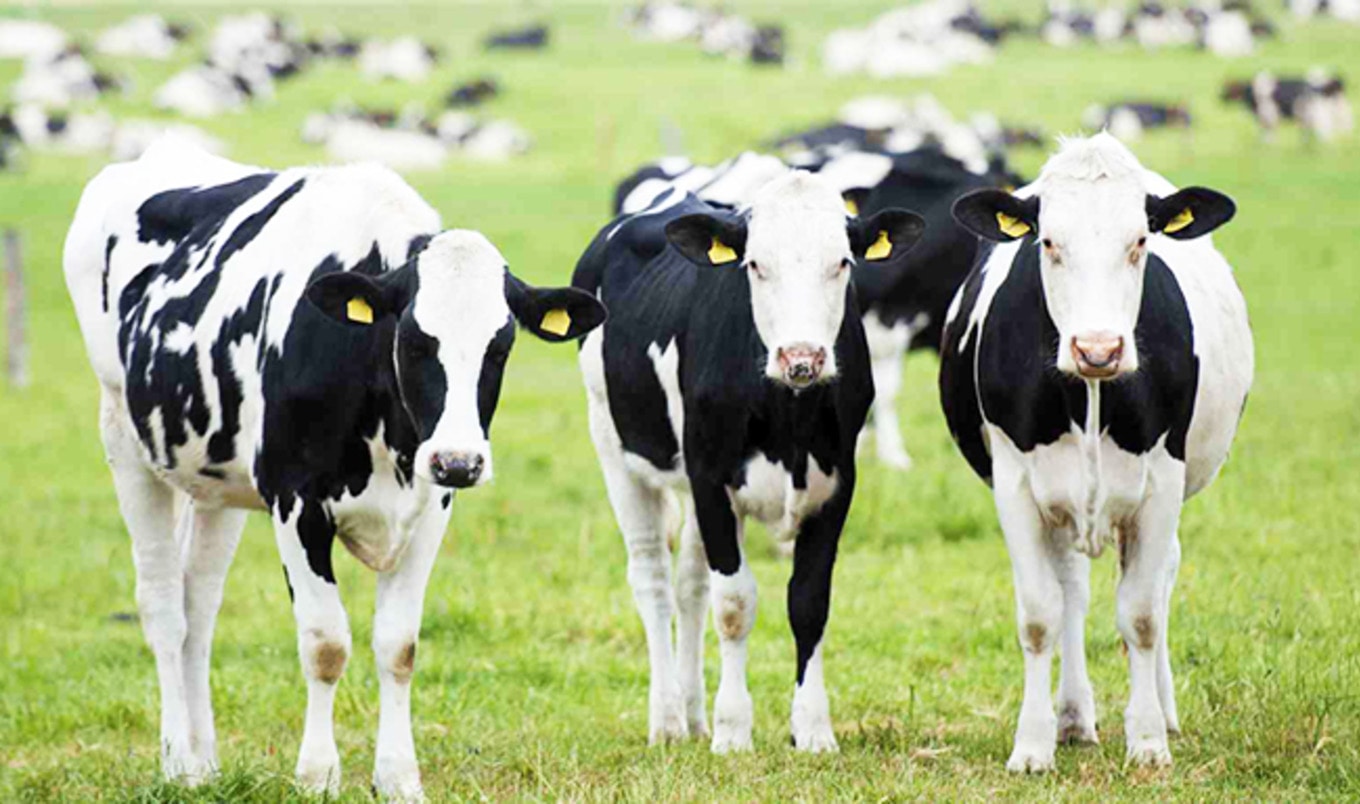 NZ Dairy Farms Use As Much Water As 60 Million People