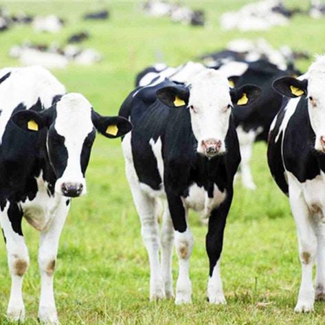 NZ Dairy Farms Use As Much Water As 60 Million People