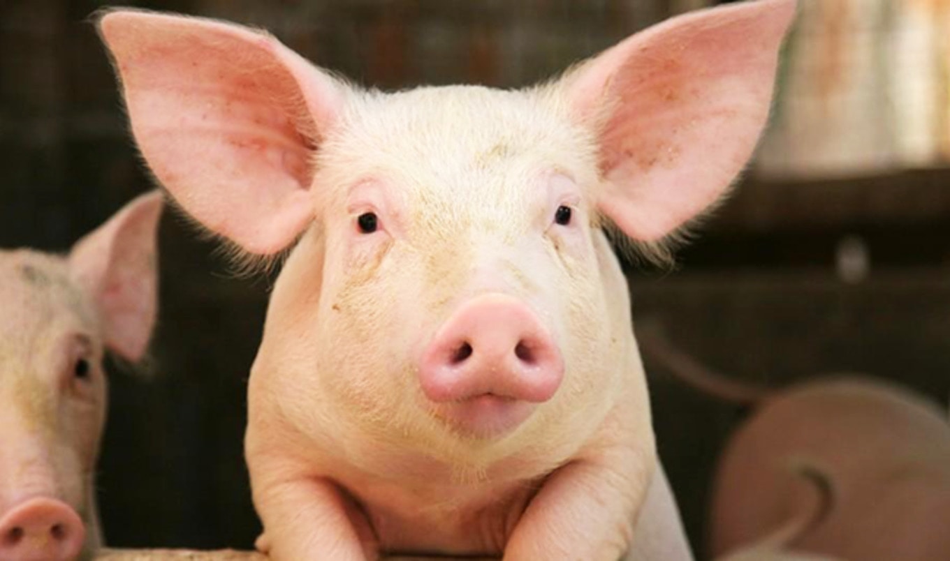 36 Groups Fight USDA High-Speed Pig Slaughter Program
