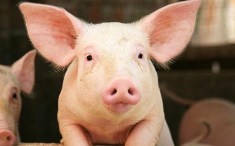 Starving Pigs Saved from Small Island in California