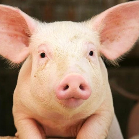 VegNewsPig3