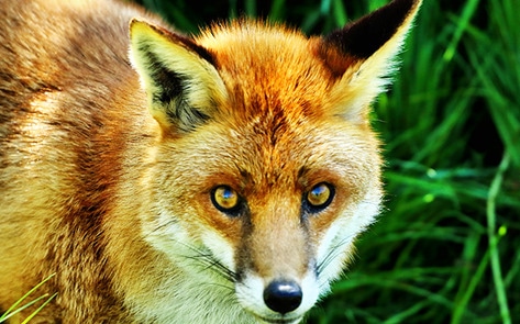 Czech Republic to Ban Fur Farms