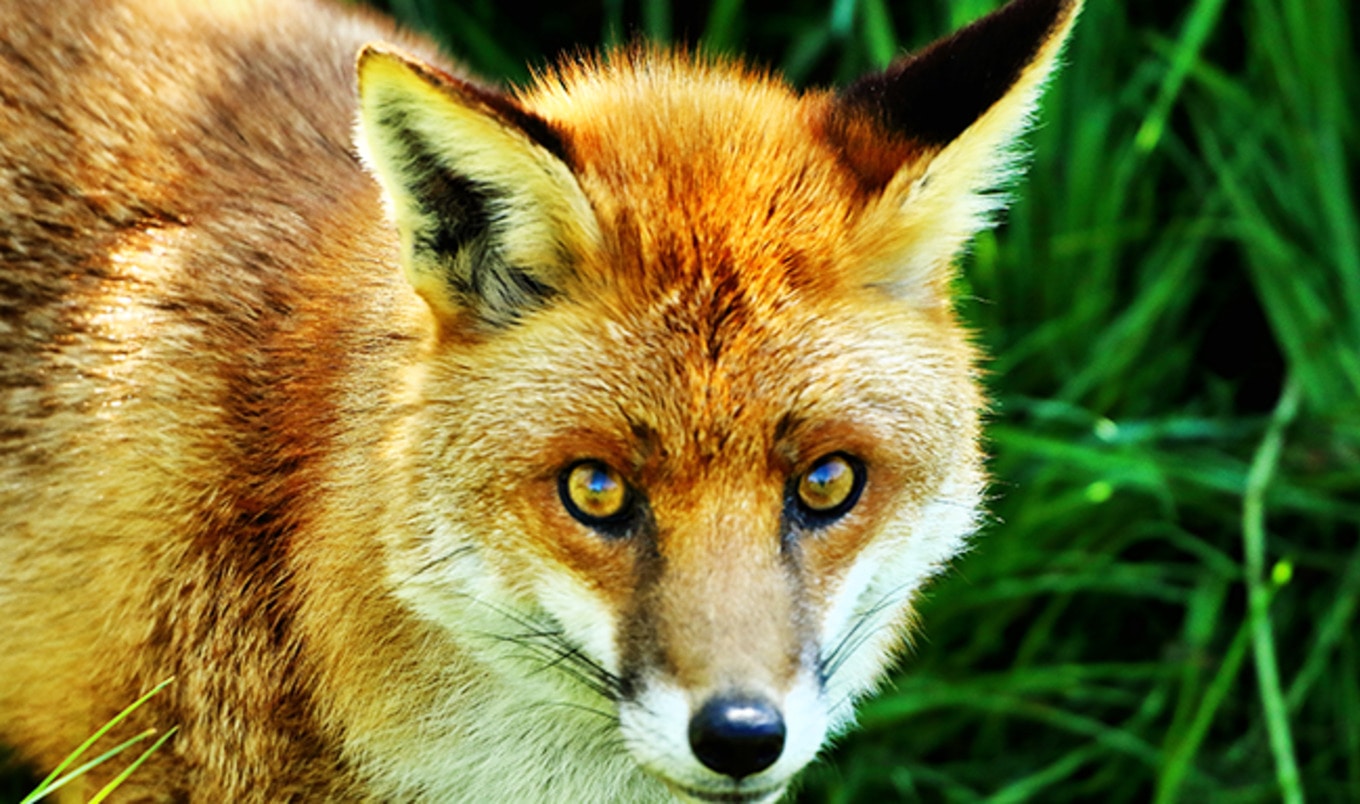 Czech Republic to Ban Fur Farms