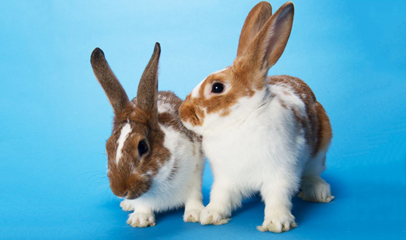 Nevada Bans Cosmetic Animal Testing
