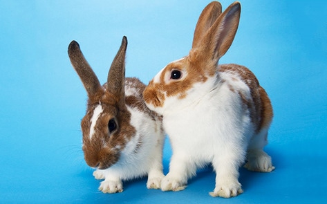 VegNewsRabbits