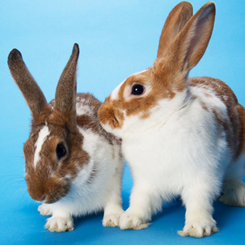 Nevada Bans Cosmetic Animal Testing