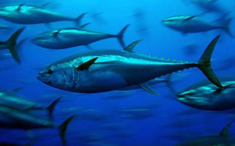 Bluefin Tuna Troubles