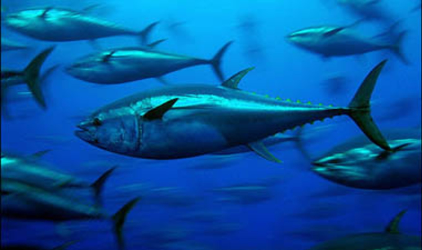 Bluefin Tuna Boon