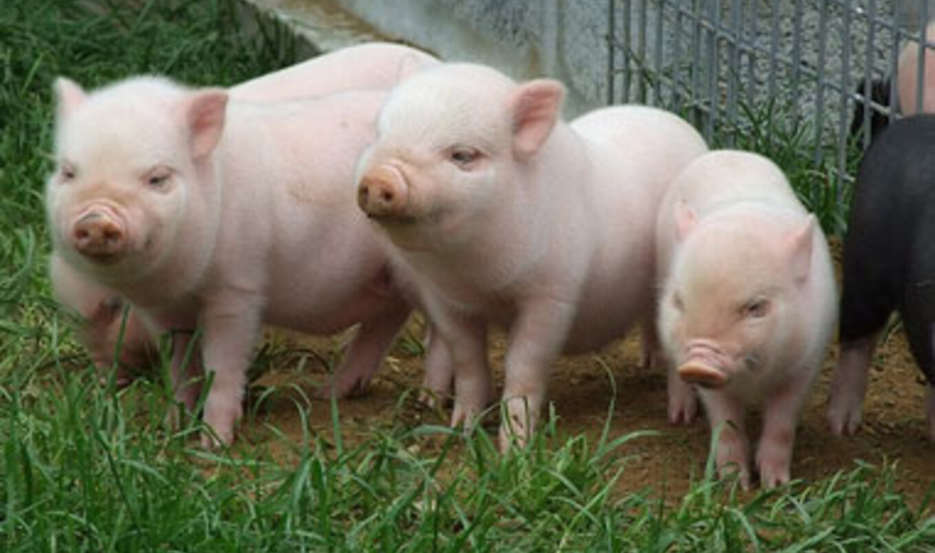 Campbell's Soup to End Use of Gestation Crates