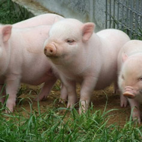 EU's Inhumane Pig Treatment