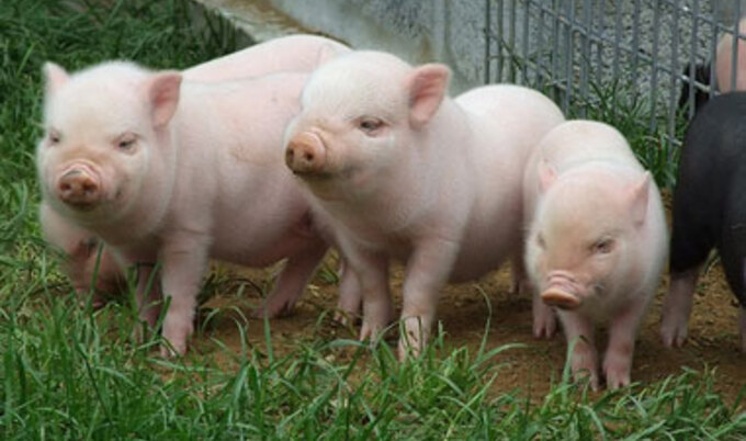 pigs
