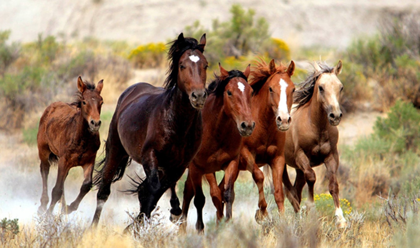 Horse Slaughter Might Become Legal Again in US