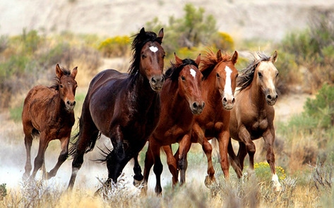 Horse Slaughter Might Become Legal Again in US