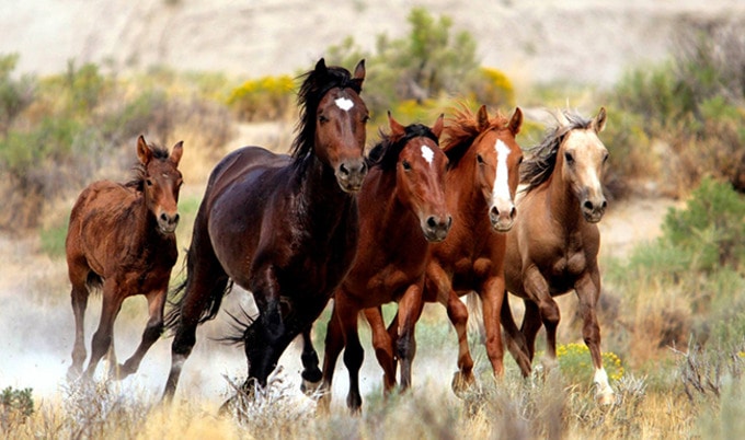 VegNewsWildHorses