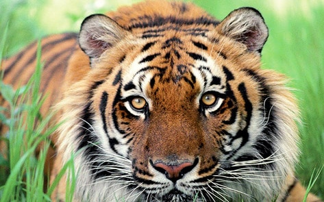 TripAdvisor Revises Stance Against Animal Exploitation