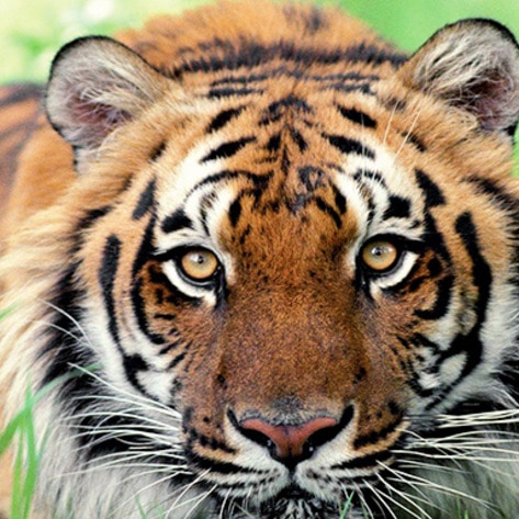 VegNewsTiger4