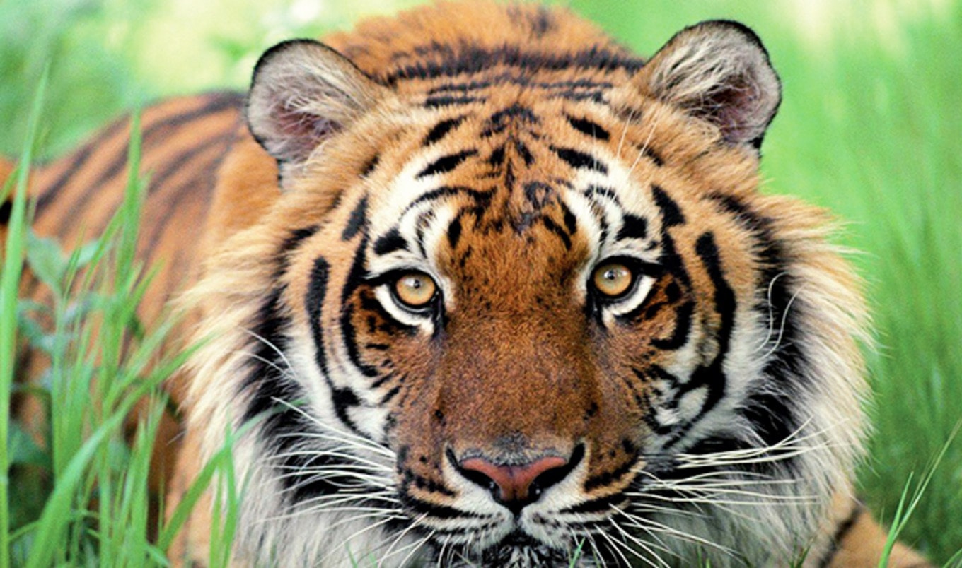 Tinder Urges Users to Ditch Tiger Selfies | VegNews Tinder Urges Users to Ditch Tiger Selfies | VegNews