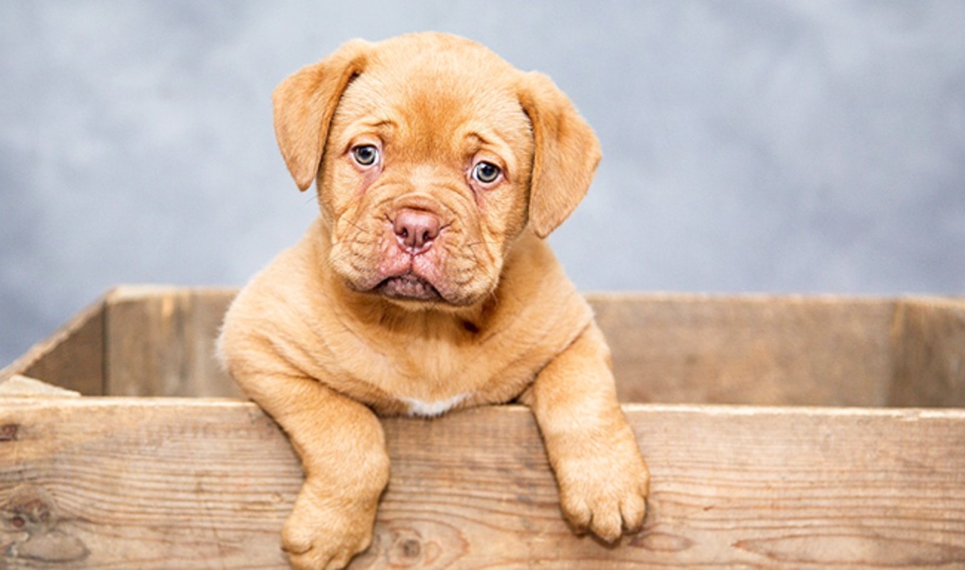 Dog Meat Sale Banned in Bali