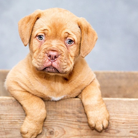 5 Reasons to Reconsider Your Local Animal Shelter
