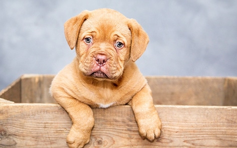 5 Reasons to Reconsider Your Local Animal Shelter