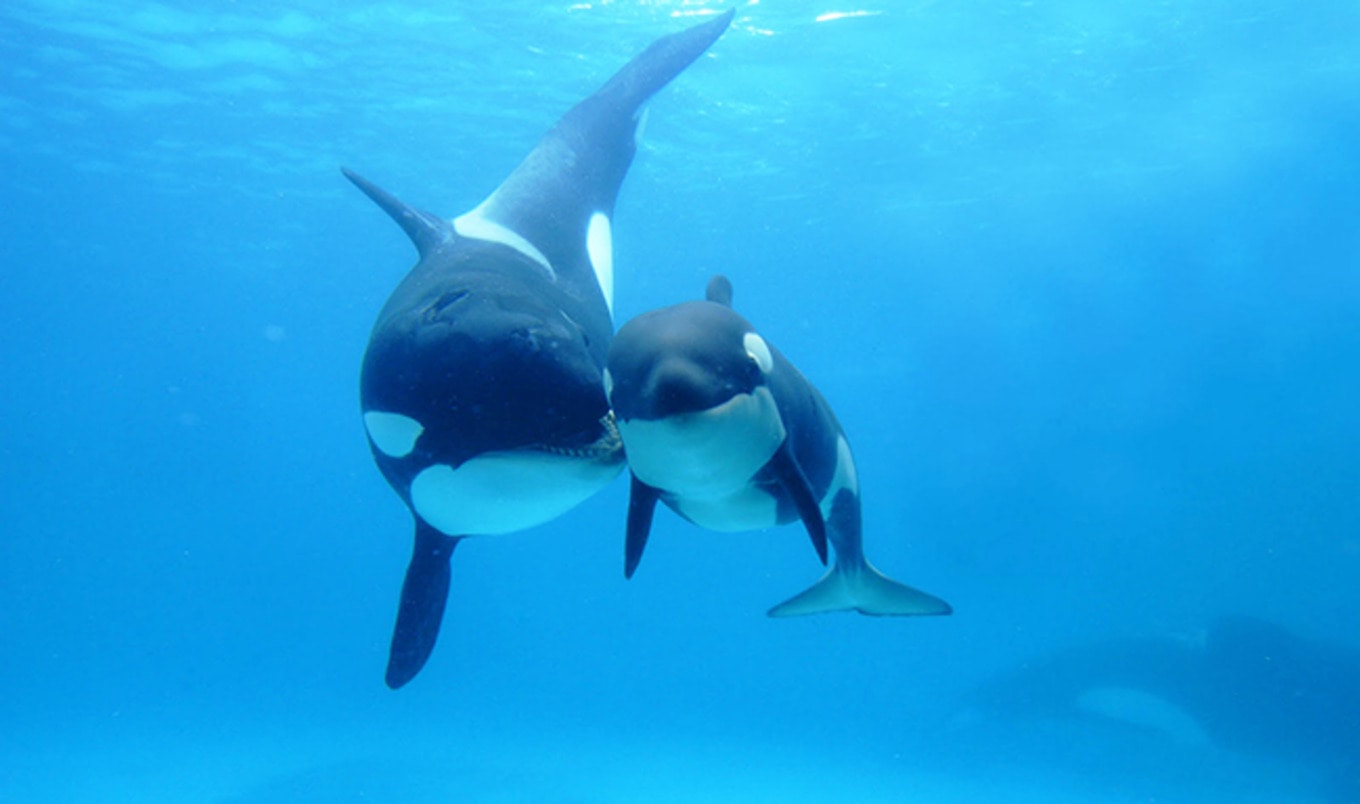 Last Captive-Born Orca Dies at SeaWorld