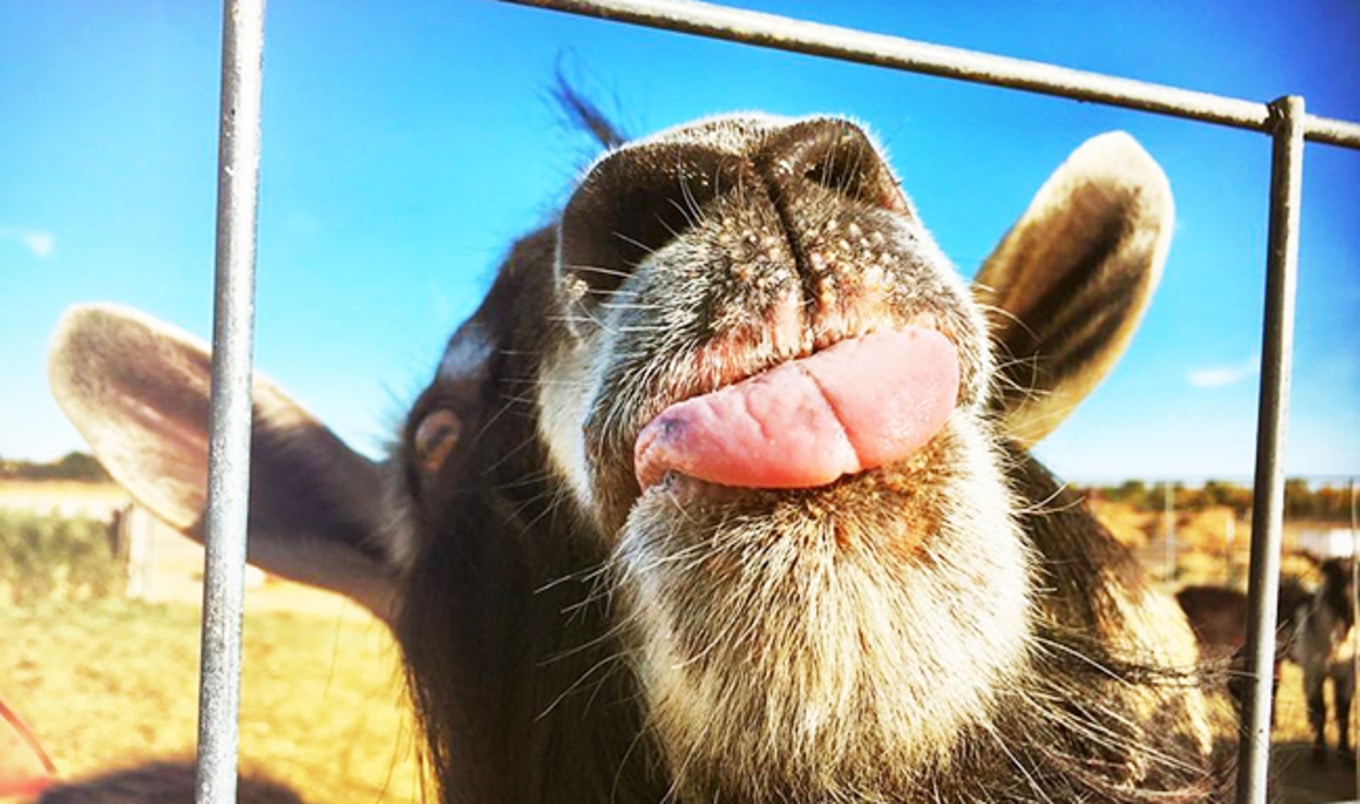 Goat Cheese Dairy Farm Turns into Vegan Sanctuary