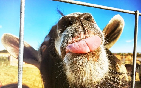 Goat Cheese Dairy Farm Turns into Vegan Sanctuary