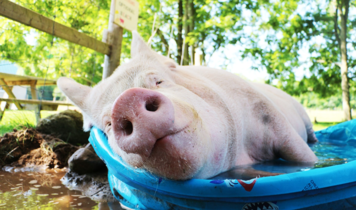 The Busy Life of Esther the Wonder Pig