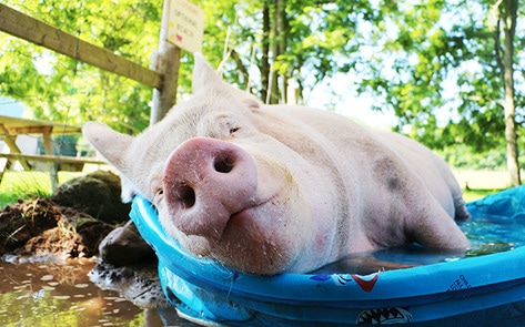 The Busy Life of Esther the Wonder Pig