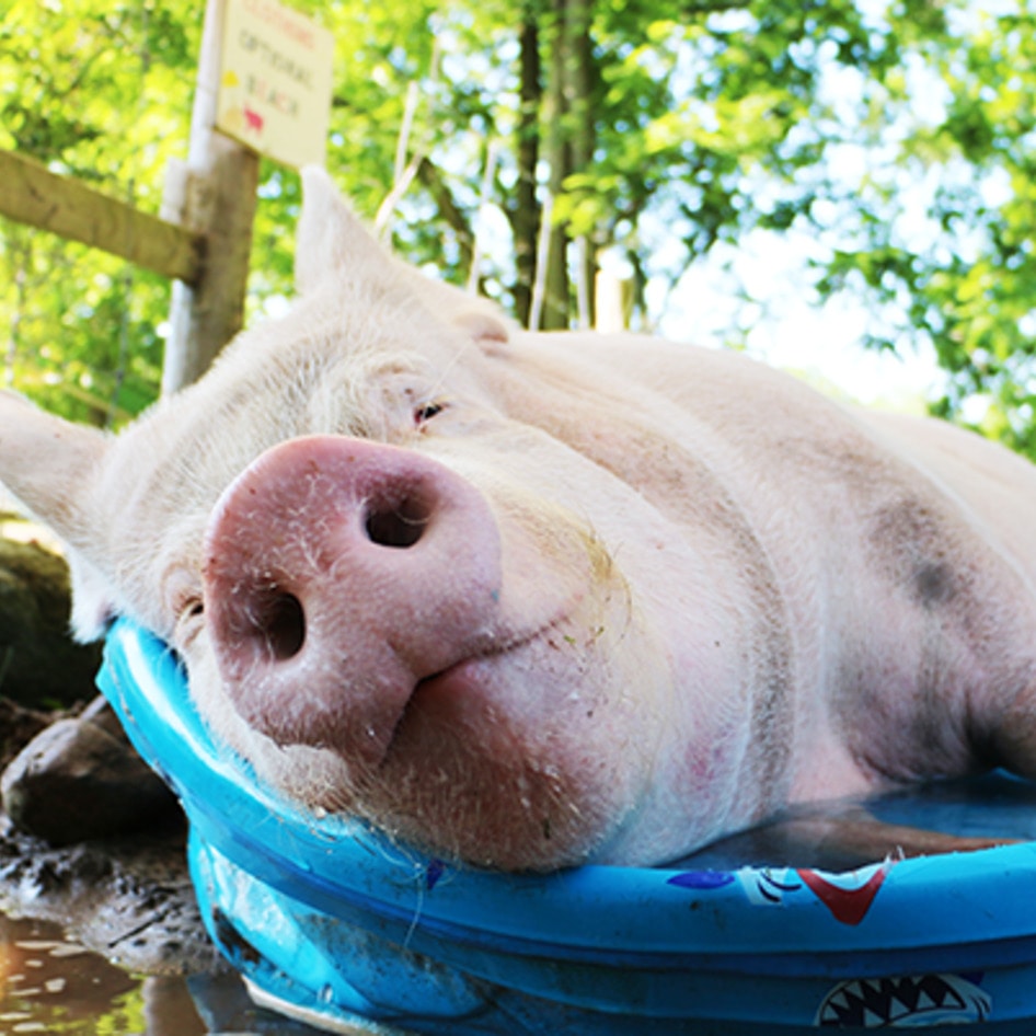The Busy Life of Esther the Wonder Pig
