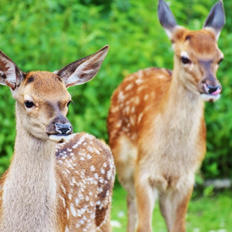 Rhode Island Joins National Anti-Poaching Effort