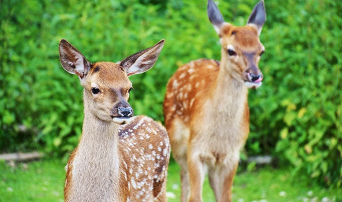 VegNewsDeer