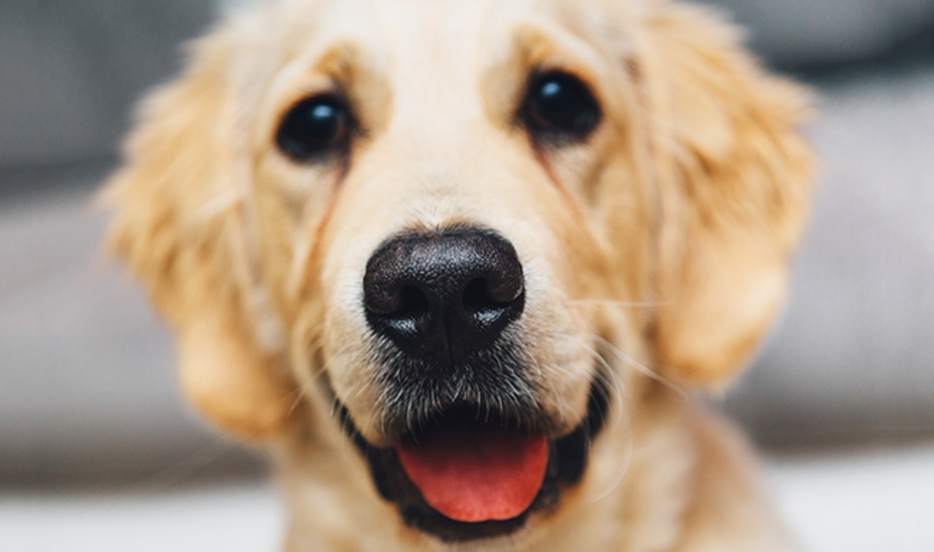 Hollywood Writer Demands Vegan Dog Food at Shelters