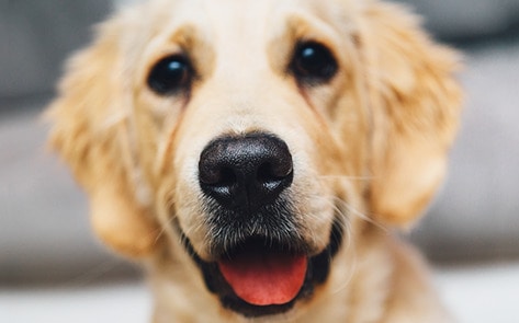 Cleveland Clinic Ends Medical Training on Live Dogs