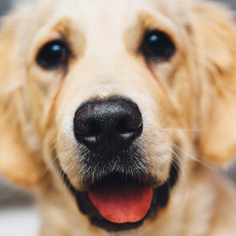 Hollywood Writer Demands Vegan Dog Food at Shelters