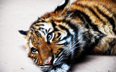 Lebanon Adopts First Animal-Protection Law