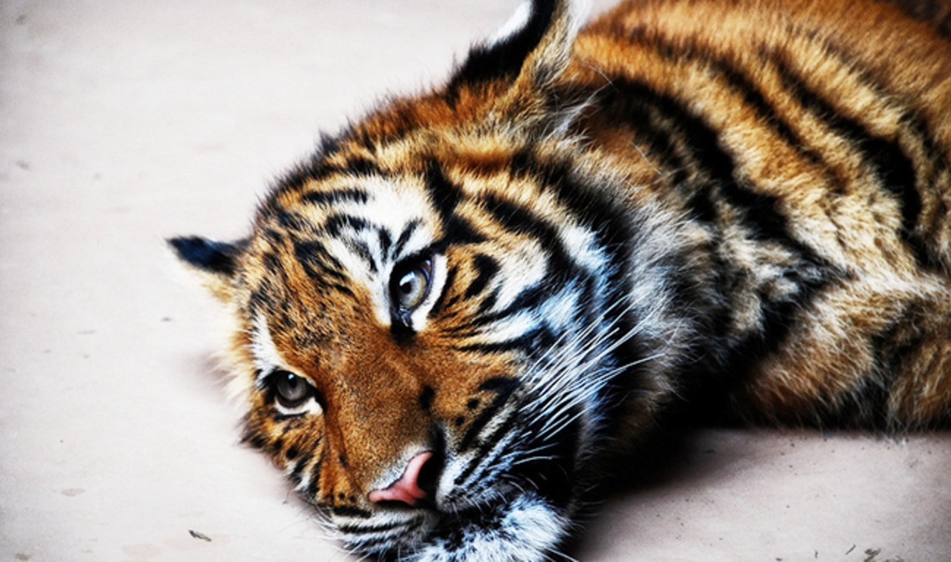 Lebanon Adopts First Animal-Protection Law