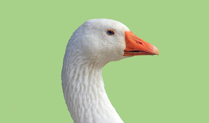 VegNewsGoose2