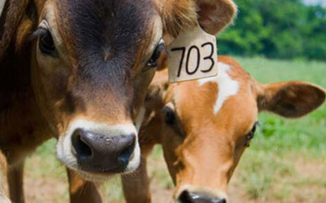 Meat Producers Hurting