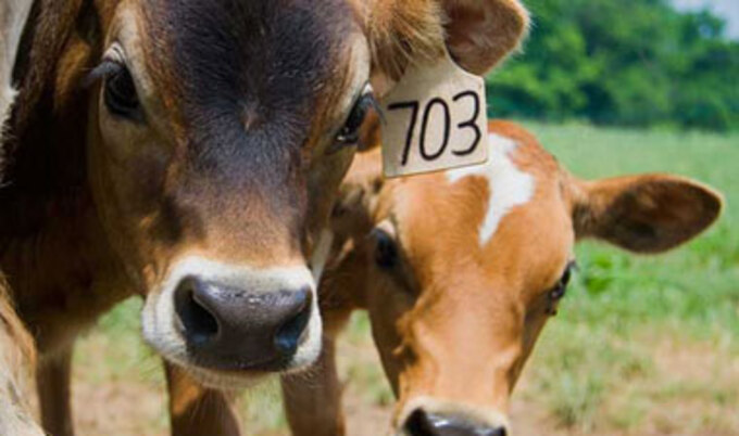 cows