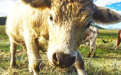 Colorado Beef Ranch Turns into Vegan Animal Sanctuary
