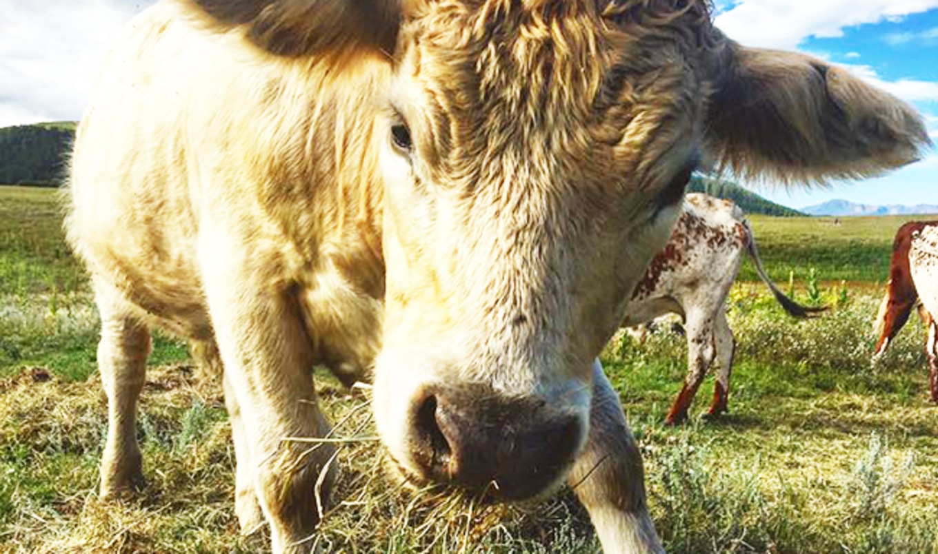 Colorado Beef Ranch Turns into Vegan Animal Sanctuary