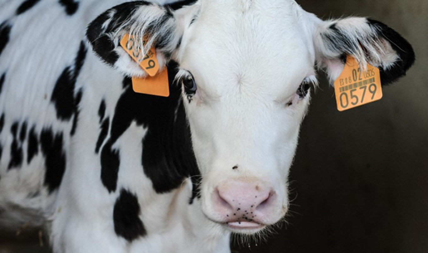 Veganism is Hindering Growth of Veal Industry