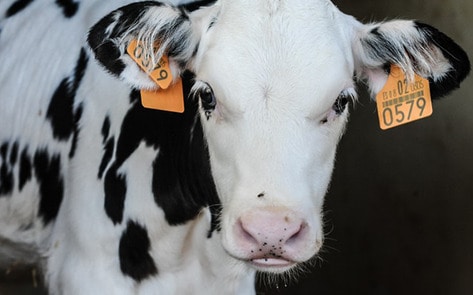 Massive Vegan Arts Festival Hits New York City