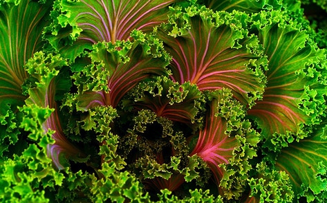 Organic Kale Now $1 Per Bunch at Whole Foods