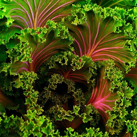 Organic Kale Now $1 Per Bunch at Whole Foods