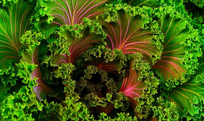 VegNewsCurlyKale