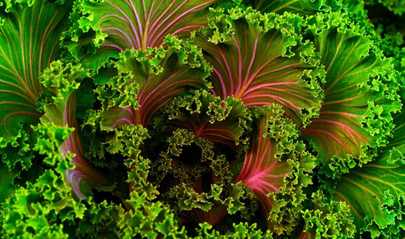 Organic Kale Now $1 Per Bunch at Whole Foods